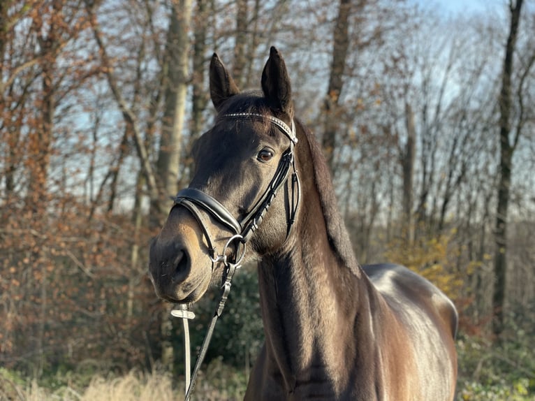 German Riding Horse Mare 4 years 16,2 hh Bay-Dark in Overath