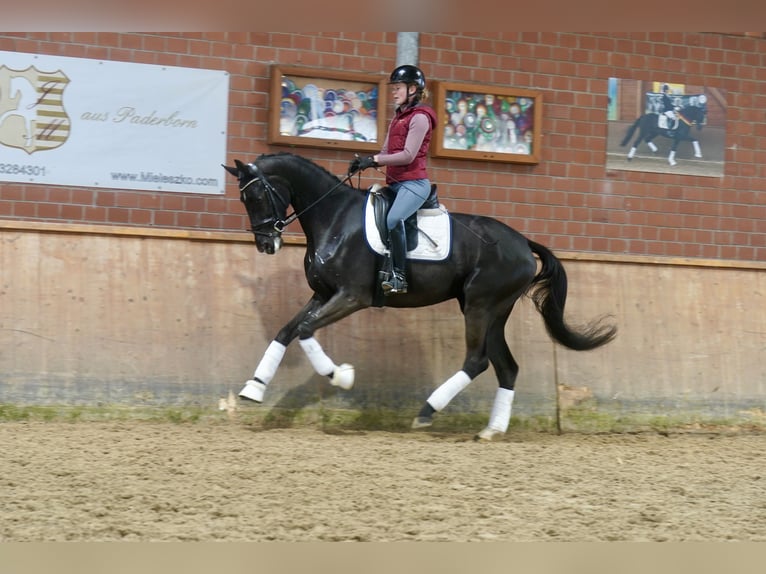 German Riding Horse Mare 4 years 16,2 hh Black in Paderborn