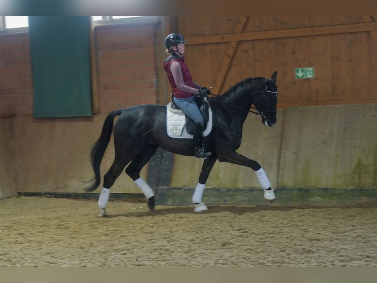 German Riding Horse Mare 4 years 16,2 hh Black in Paderborn