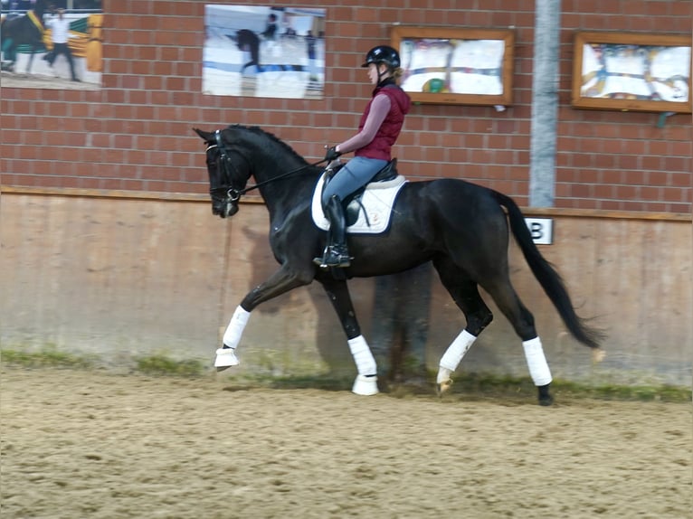 German Riding Horse Mare 4 years 16,2 hh Black in Paderborn