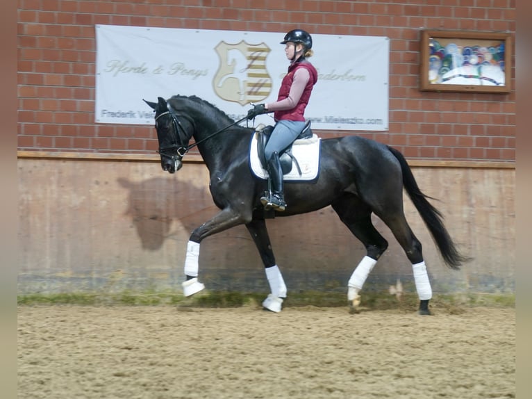 German Riding Horse Mare 4 years 16,2 hh Black in Paderborn