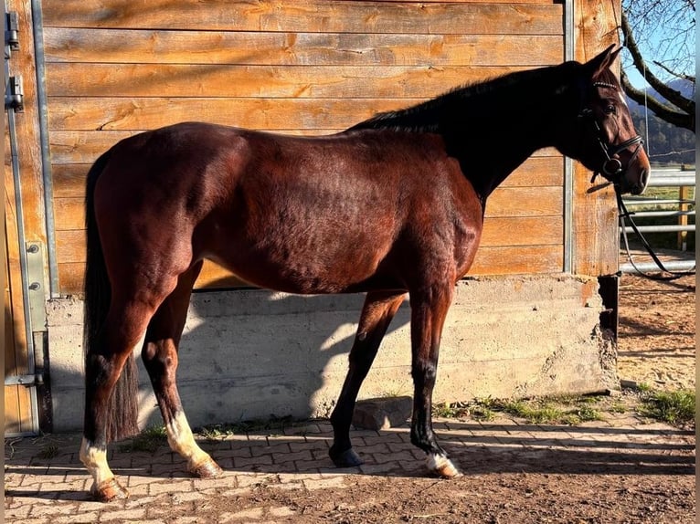 German Riding Horse Mare 4 years 16,2 hh Brown in Fuldatal