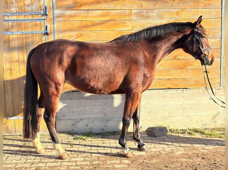 German Riding Horse Mare 4 years 16,2 hh Brown in Fuldatal