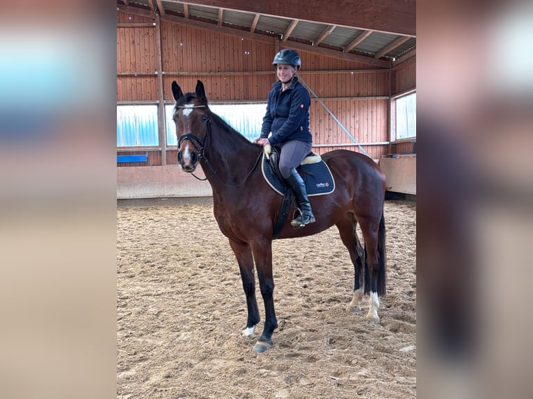 German Riding Horse Mare 4 years 16,2 hh Brown in Fuldatal