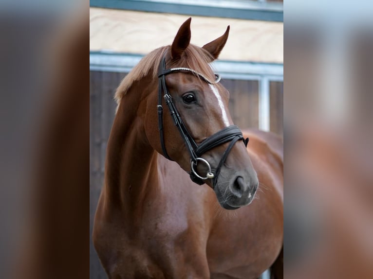 German Riding Horse Mare 4 years 16,2 hh Chestnut-Red in RhedE