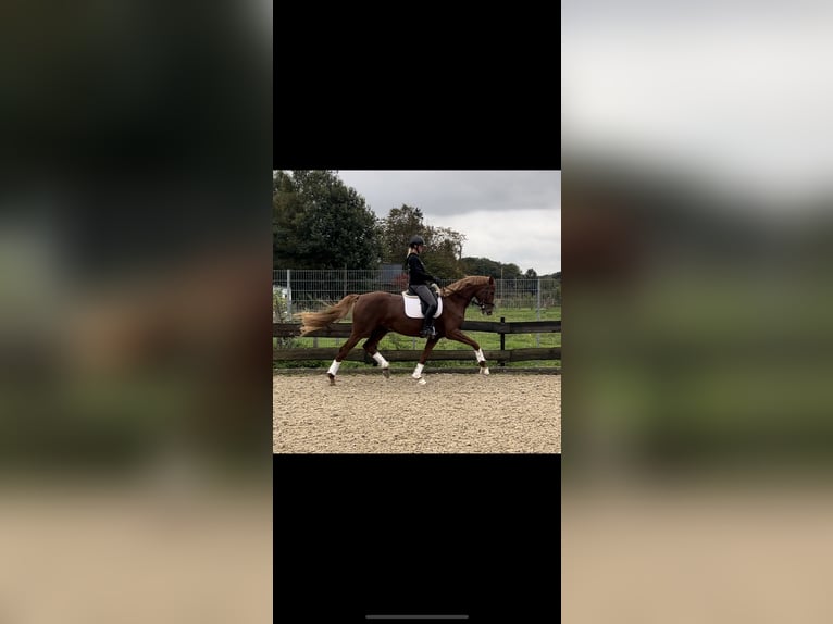 German Riding Horse Mare 4 years 16,2 hh Chestnut-Red in RhedE