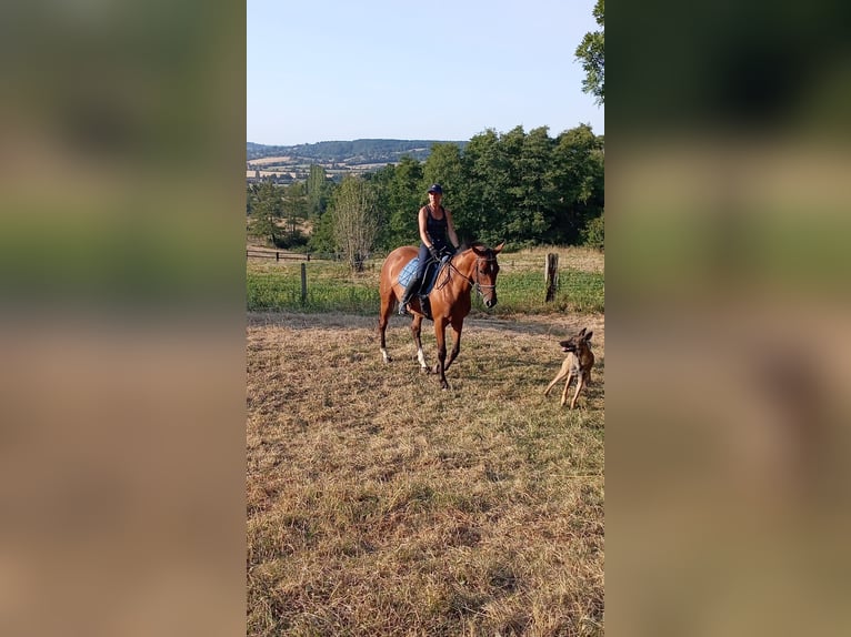 German Riding Horse Mare 4 years 16.2 hh Chestnut-Red in St. Pierre en Auge