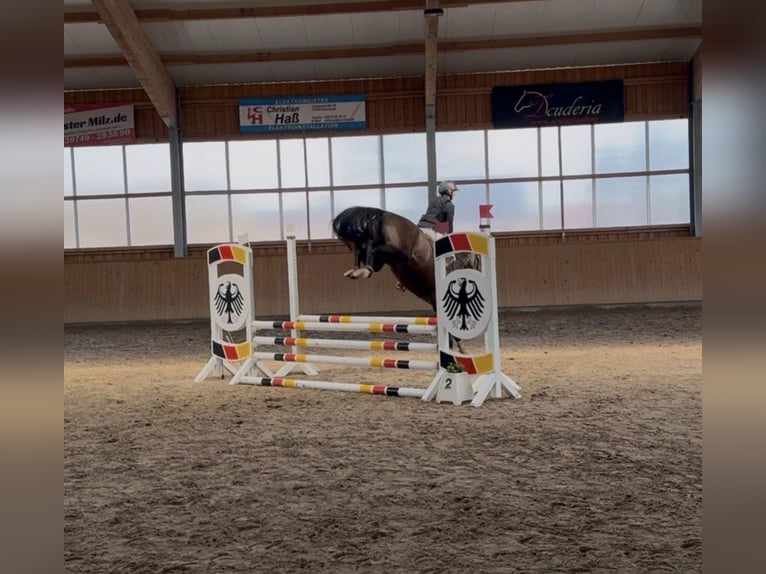German Riding Horse Mare 4 years 16 hh Bay-Dark in Gribow