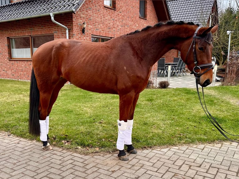 German Riding Horse Mare 4 years 16 hh Brown in Klötze