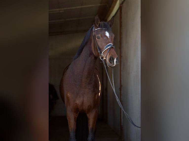 German Riding Horse Mare 4 years 16 hh Brown in Ladenburg