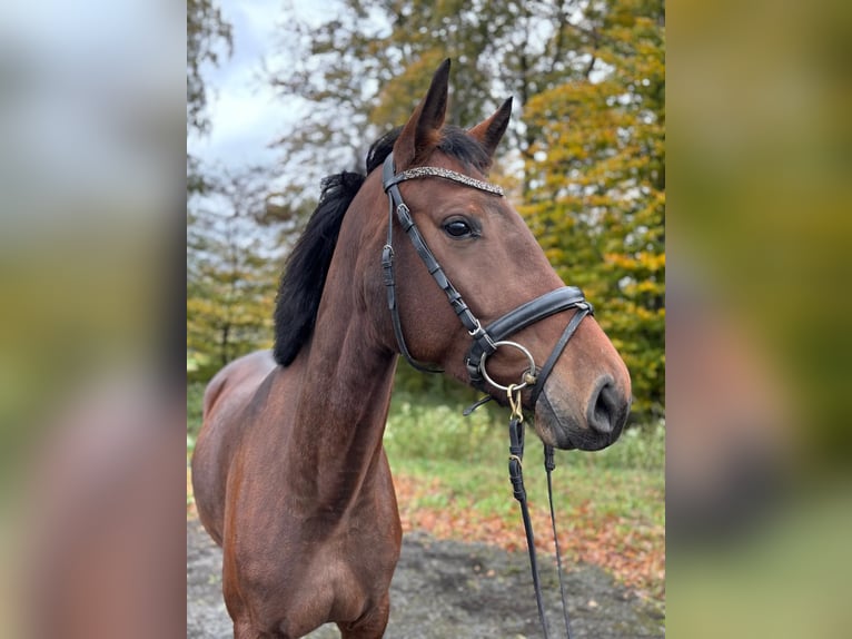 German Riding Horse Mare 4 years 16 hh Brown in Overath German Riding Horse Mare 4 years 16 hh Brown in Overath