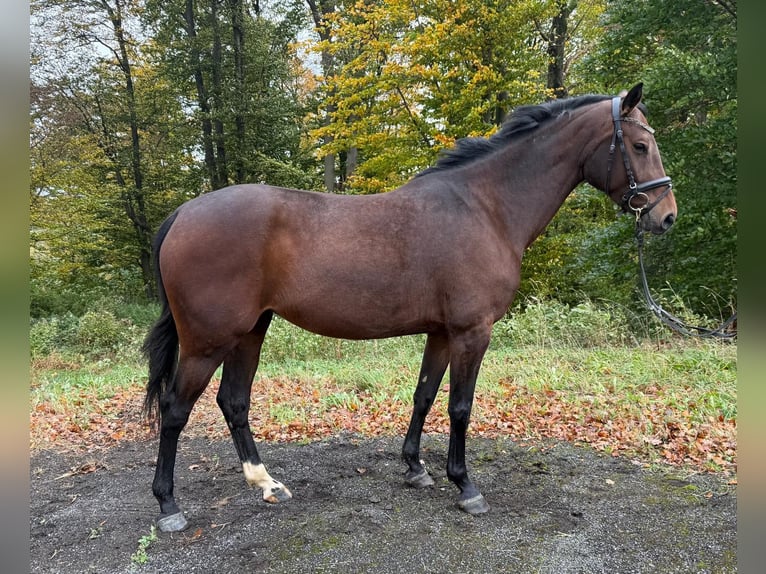 German Riding Horse Mare 4 years 16 hh Brown in Overath German Riding Horse Mare 4 years 16 hh Brown in Overath