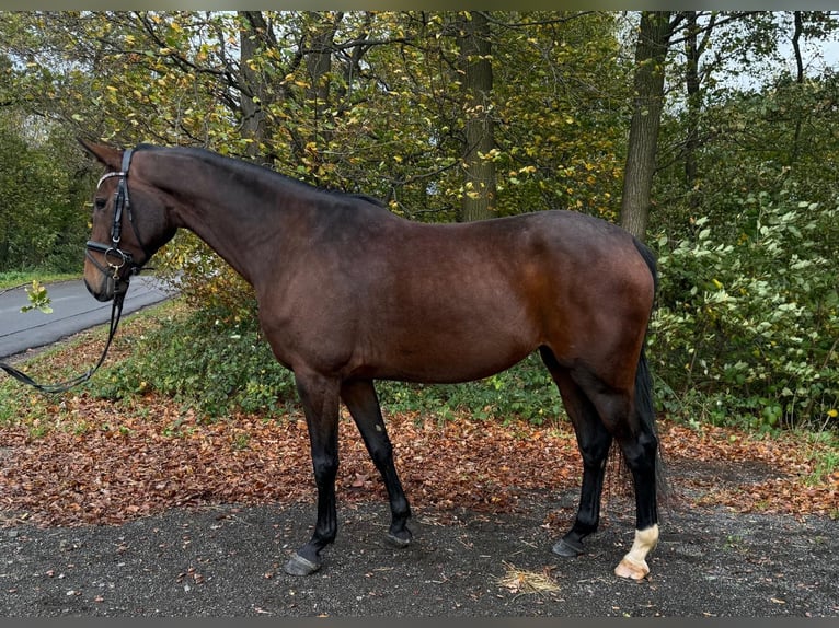 German Riding Horse Mare 4 years 16 hh Brown in Overath German Riding Horse Mare 4 years 16 hh Brown in Overath