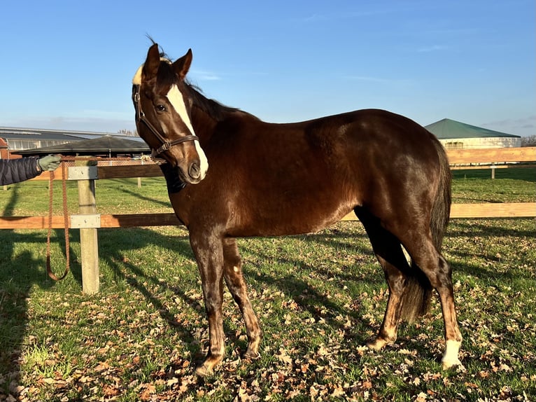German Riding Horse Mare 4 years 16 hh Chestnut in Bad Laer