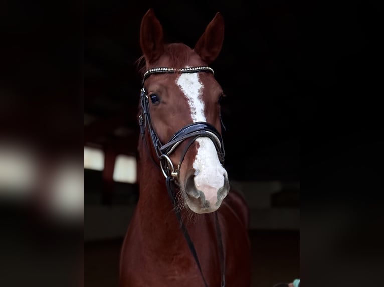 German Riding Horse Mare 4 years 16 hh Chestnut-Red in Kietz