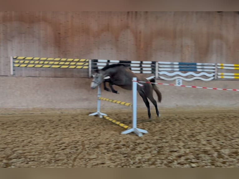 German Riding Horse Mare 4 years 16 hh Gray in Schiedlberg