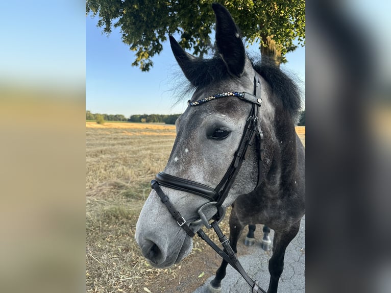 German Riding Horse Mare 4 years 16 hh Grey in Unna