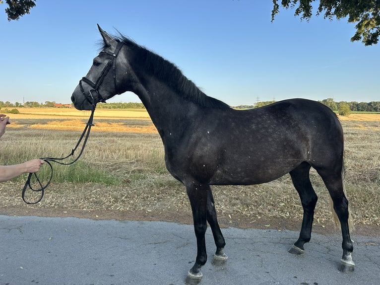 German Riding Horse Mare 4 years 16 hh Grey in Unna