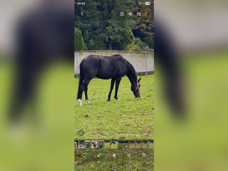 German Riding Horse Mare 4 years 16,1 hh Black in Lauterstein