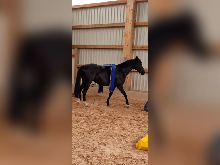 German Riding Horse Mare 4 years 16,1 hh Black in Lauterstein