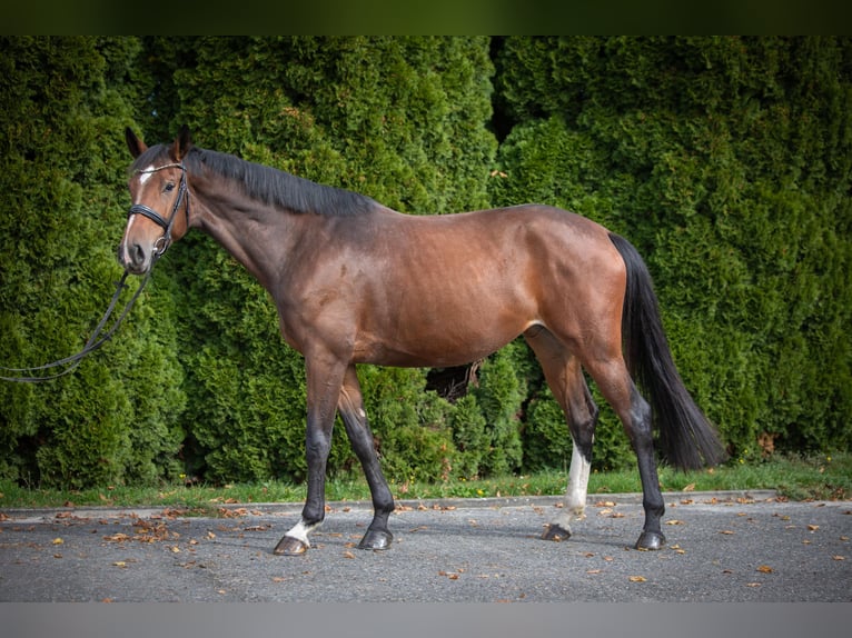 German Riding Horse Mare 4 years 16,1 hh Brown in Lengenfeld