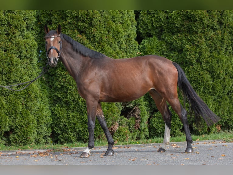 German Riding Horse Mare 4 years 16,1 hh Brown in Lengenfeld