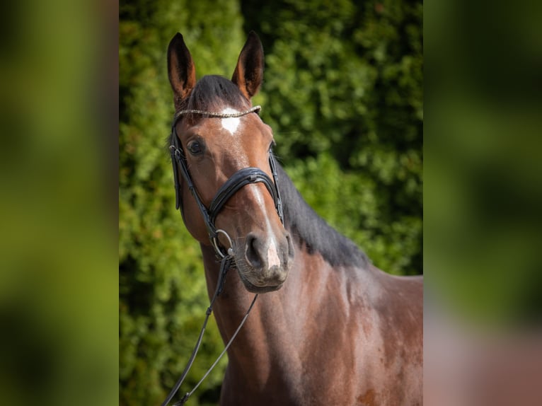 German Riding Horse Mare 4 years 16,1 hh Brown in Lengenfeld