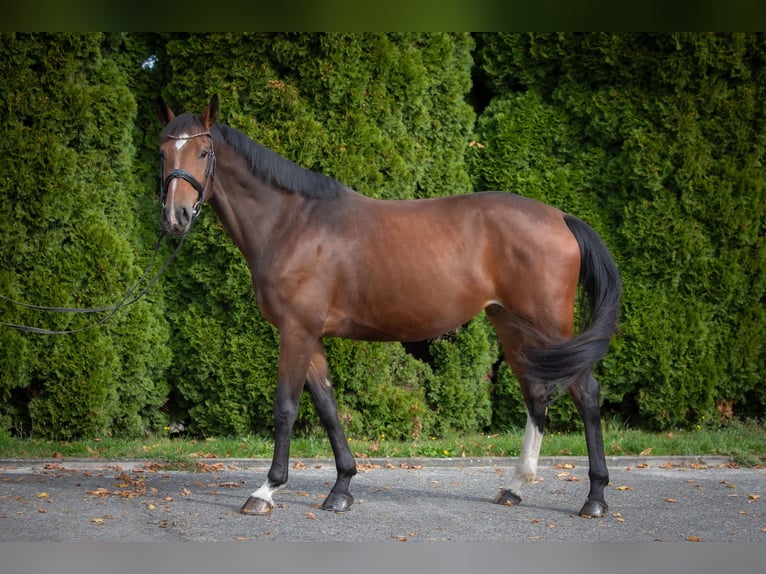 German Riding Horse Mare 4 years 16,1 hh Brown in Lengenfeld