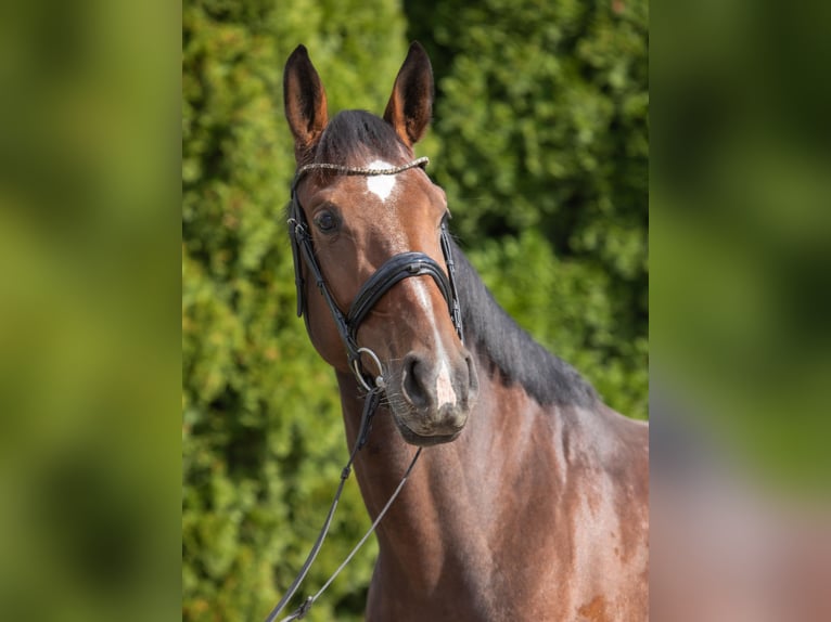 German Riding Horse Mare 4 years 16,1 hh Brown in Lengenfeld