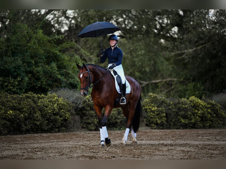 German Riding Horse Mare 4 years 16,2 hh Brown in Riedstadt