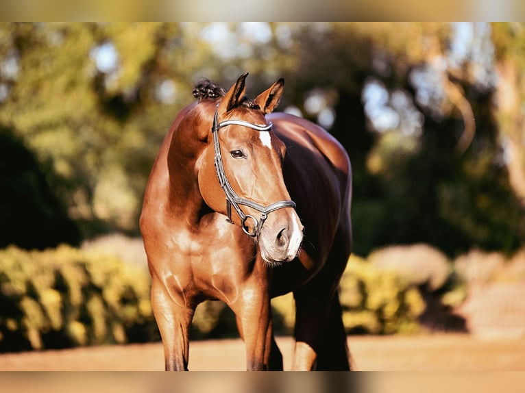 German Riding Horse Mare 4 years 16,2 hh Brown in Riedstadt
