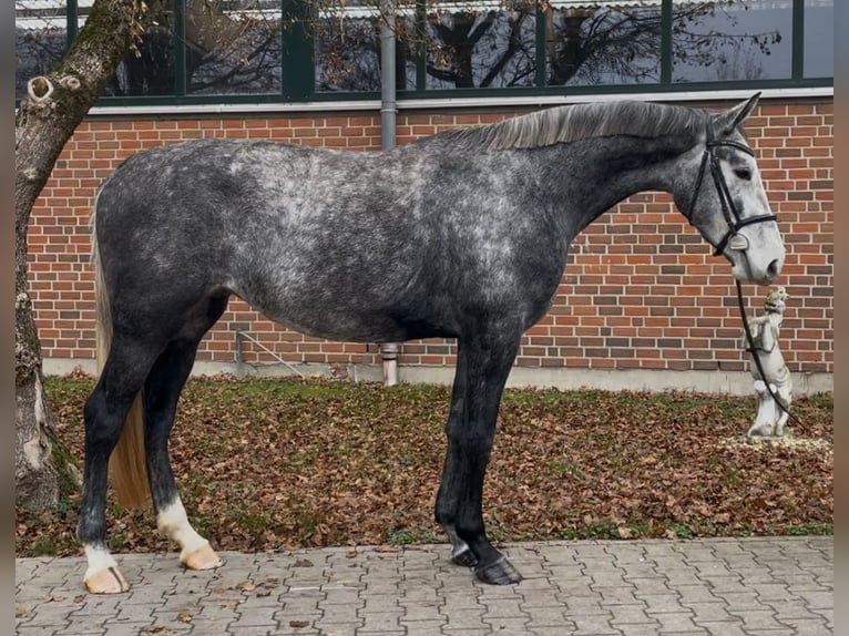 German Riding Horse Mare 4 years 16,2 hh Grey-Dapple in Wittichenau