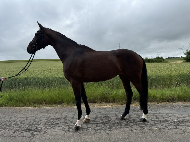 German Riding Horse Mare 4 years 17,1 hh Bay-Dark in Königheim