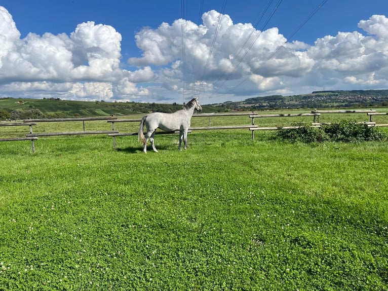 German Riding Horse Mare 4 years 17 hh Grey in Eimeldingen