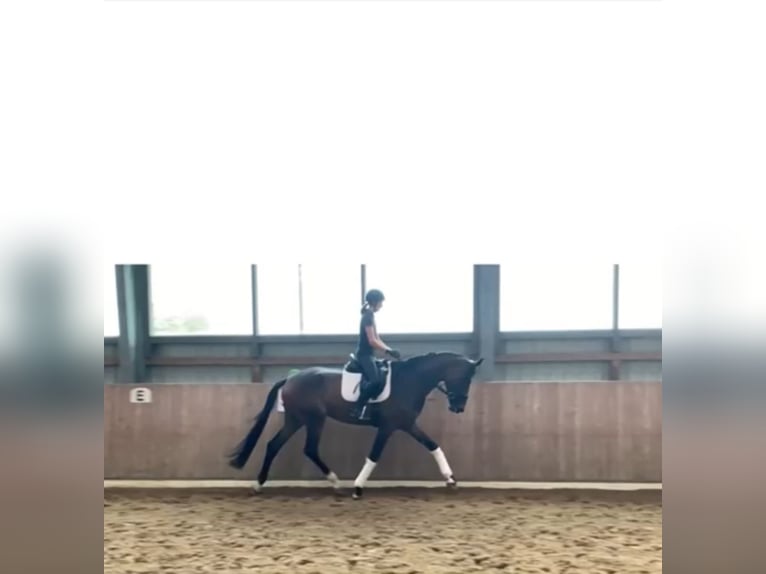 German Riding Horse Mare 4 years 17,1 hh Bay-Dark in Walsrode