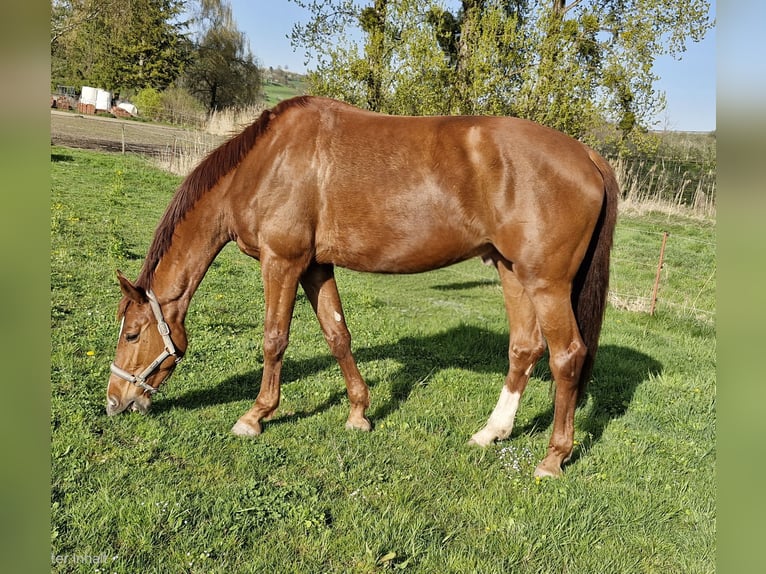 German Riding Horse Mare 4 years 17,1 hh Chestnut-Red in Lindau (Bodensee)