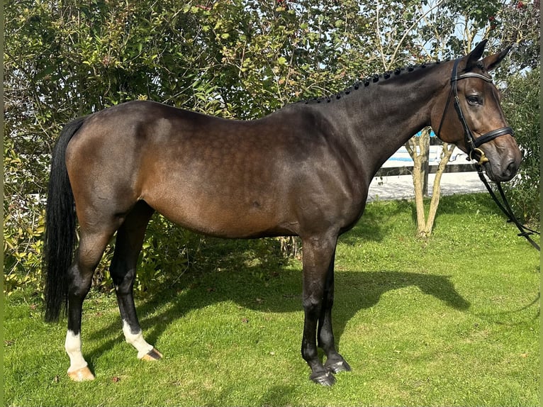 German Riding Horse Mare 4 years Bay-Dark in Unterneukirchen