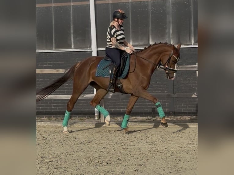 German Riding Horse Mare 5 years 15.3 hh Chestnut-Red in Nettetal