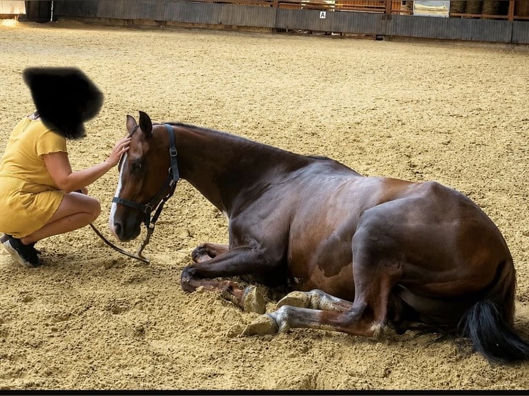 German Riding Horse Mare 5 years 15.3 hh Chestnut-Red in Nettetal