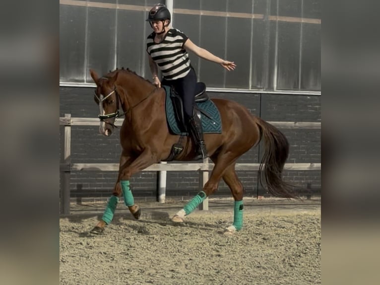 German Riding Horse Mare 5 years 15.3 hh Chestnut-Red in Nettetal