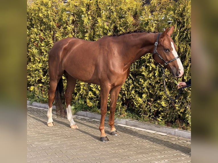German Riding Horse Mare 5 years 15.3 hh Chestnut-Red in Nettetal