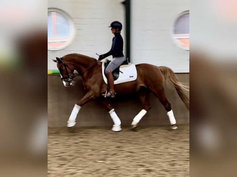 German Riding Horse Mare 5 years 15,2 hh Chestnut in Greven