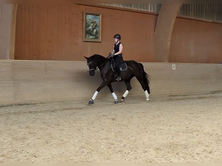 German Riding Horse Mare 5 years 15,3 hh Black in Hergenfeld