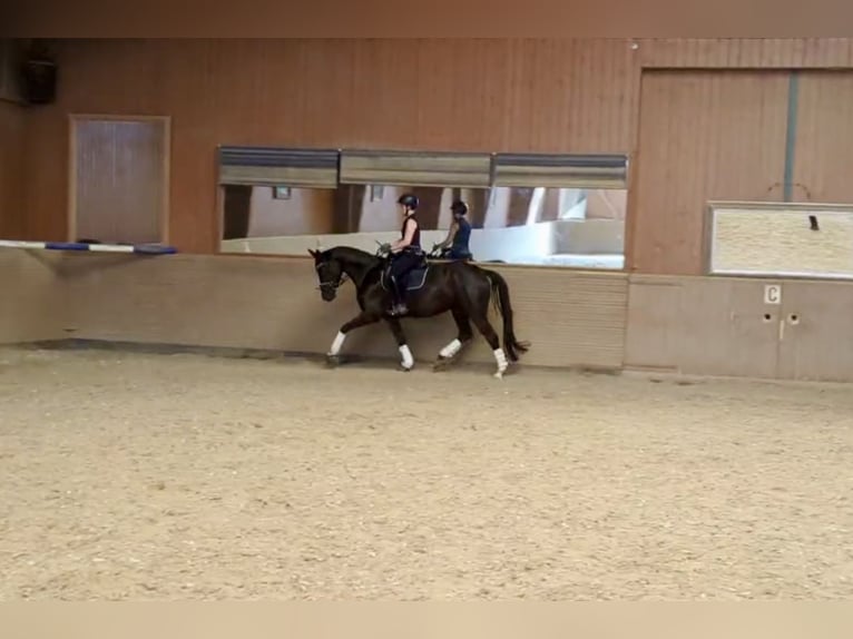 German Riding Horse Mare 5 years 15,3 hh Black in Hergenfeld