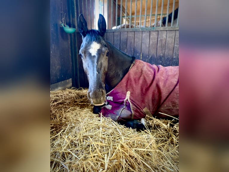 German Riding Horse Mare 5 years 15,3 hh Black in Hergenfeld