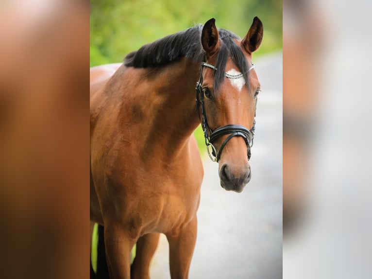 German Riding Horse Mare 5 years 16,1 hh Brown in Marktredwitz