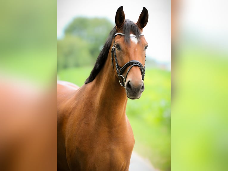 German Riding Horse Mare 5 years 16,1 hh Brown in Marktredwitz