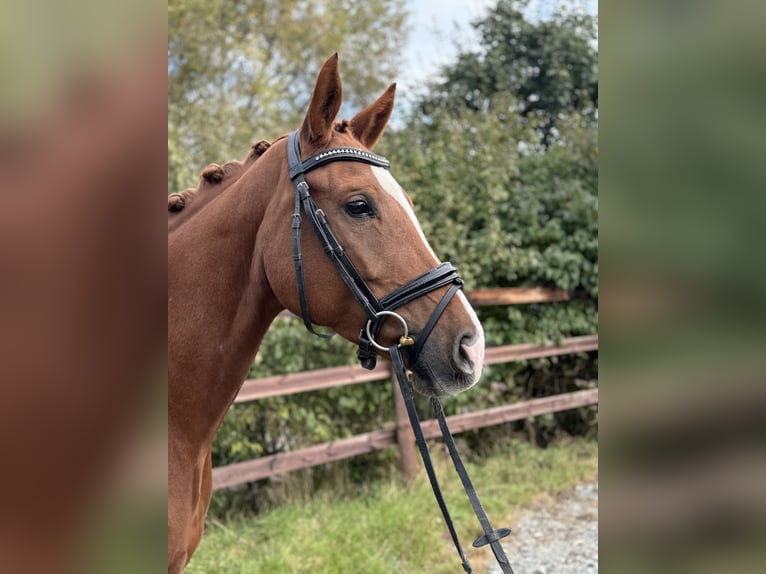 German Riding Horse Mare 5 years 16,1 hh Chestnut-Red in Königheim