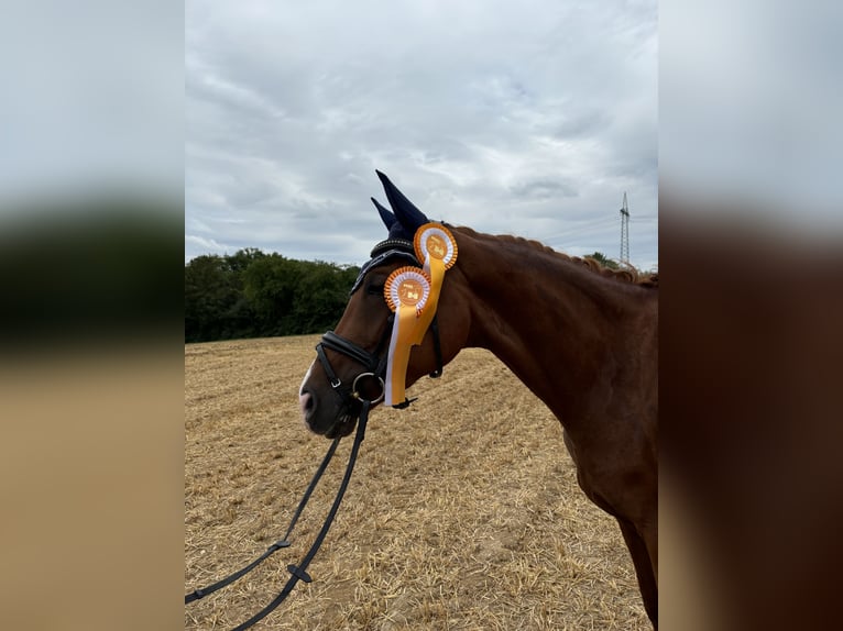 German Riding Horse Mare 5 years 16,1 hh Chestnut-Red in Königheim