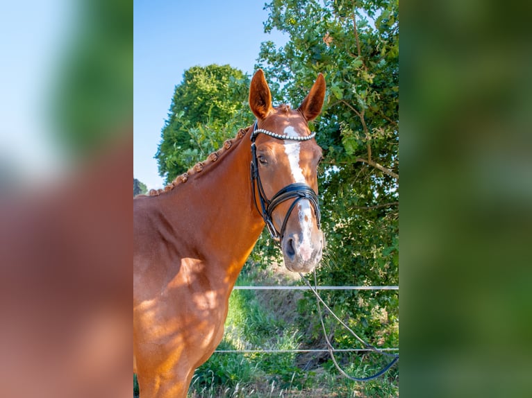 German Riding Horse Mare 5 years 16.1 hh Chestnut-Red in Dorsten